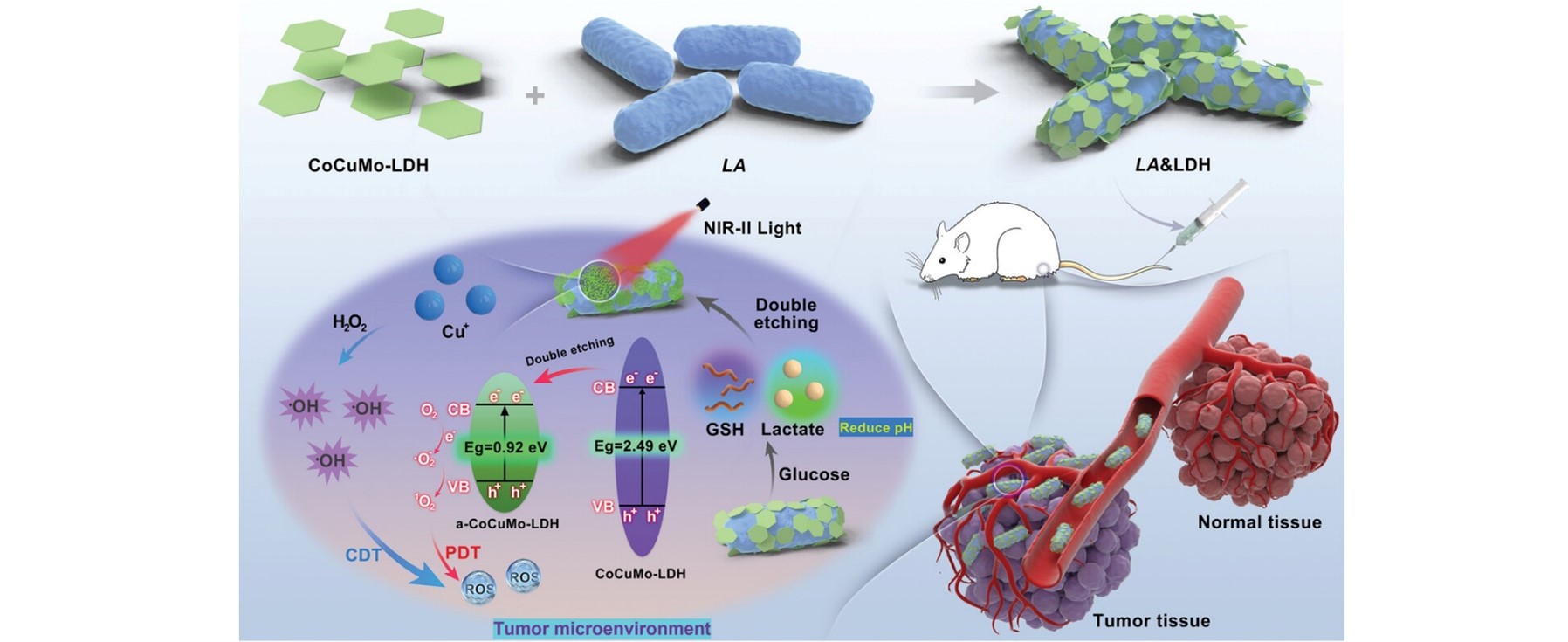 Adv. Mater.：将益生菌与2D CoCuMo-LDH纳米片相结合以用于精准的NIR-II光动力治疗